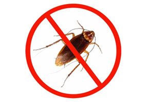 Cockroach Removal
